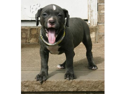 PoulaTo: pit bull terrier κουτάβια